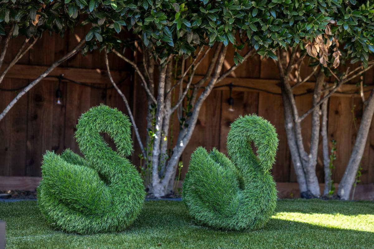 Backyard – Swan Decor